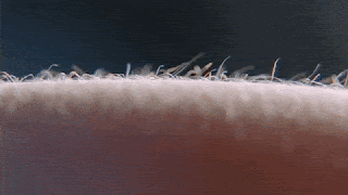 1 (7).gif
