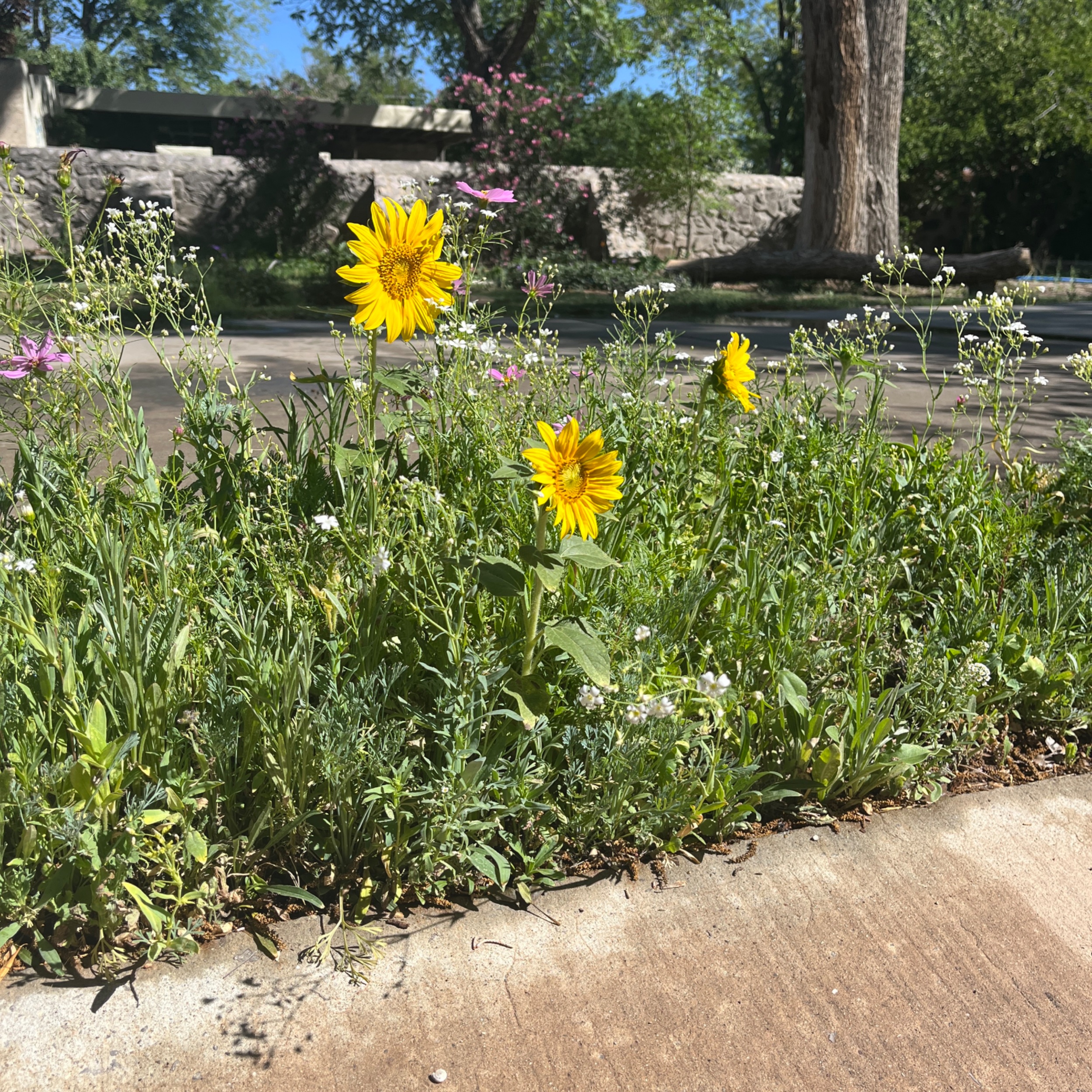 IMG_0536.jpeg