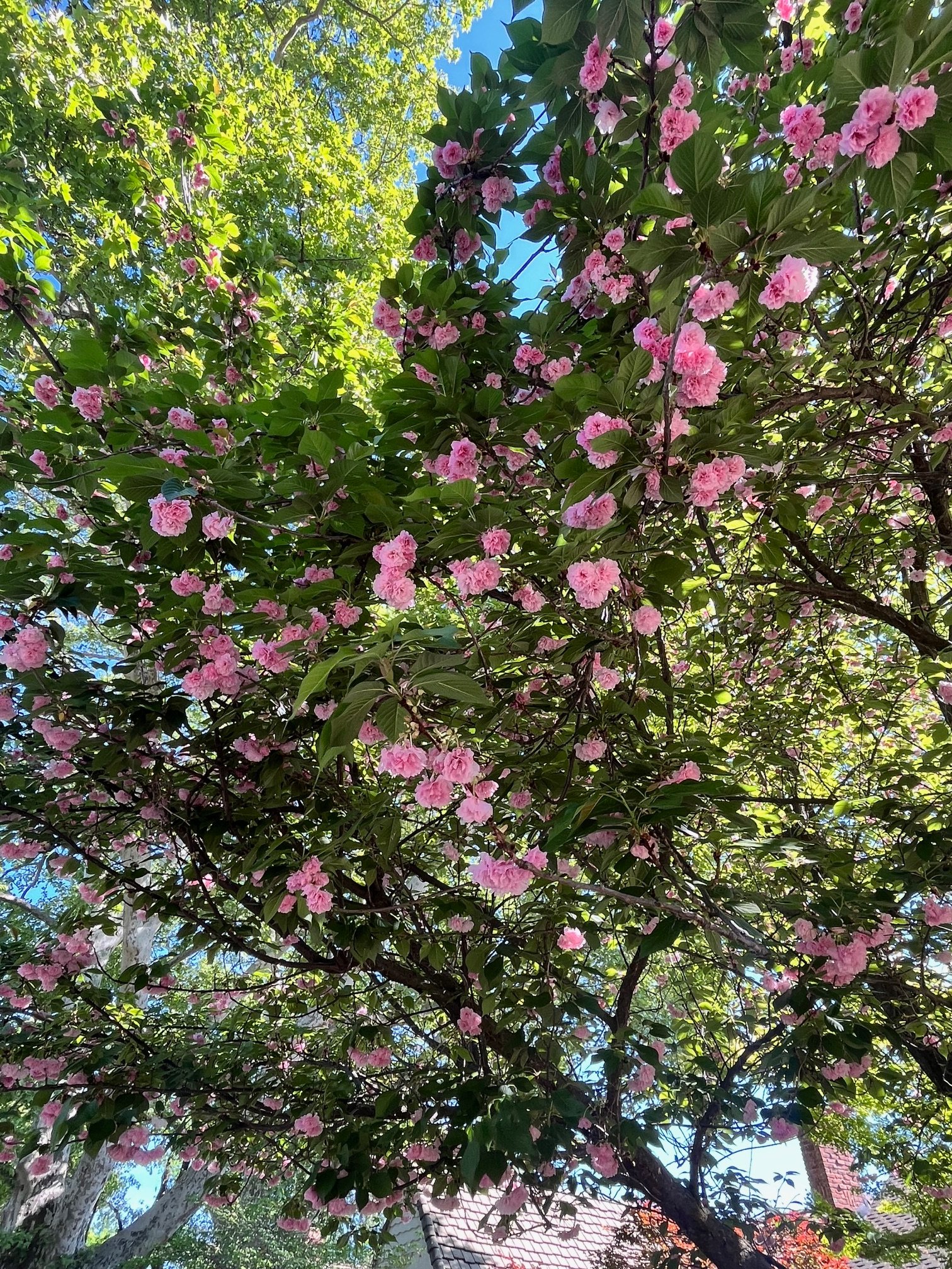 IMG_5497.jpeg