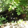 RatsoMX